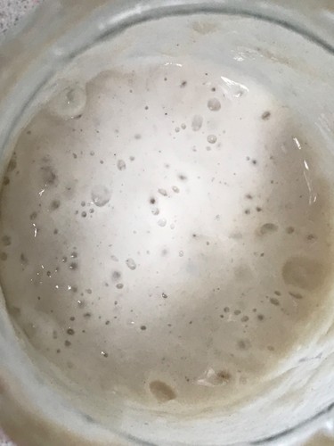 Sourdough starter live - starter,,