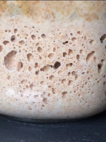 Starter organic whole wheat - organic,