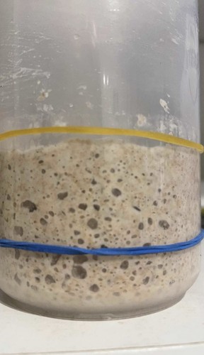 Fresh rye mature sourdough - rye,
